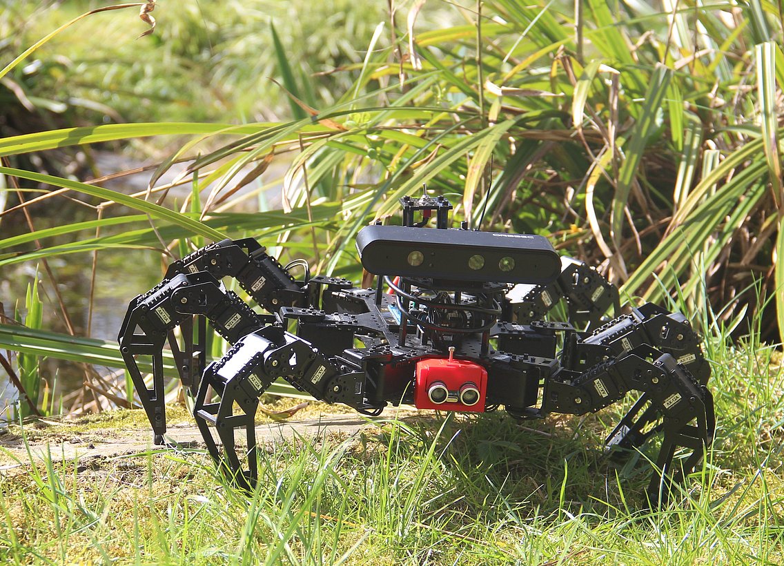 Ein Bild von einem Hexapod in einer Wiese